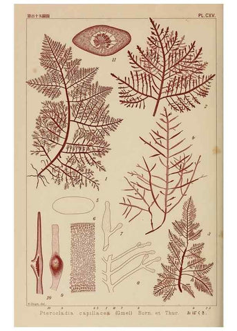 Reproducción/Reproduction 8006305996: Icones of Japanese algae.. Tokyo,Kazamashobo[1907-1942]