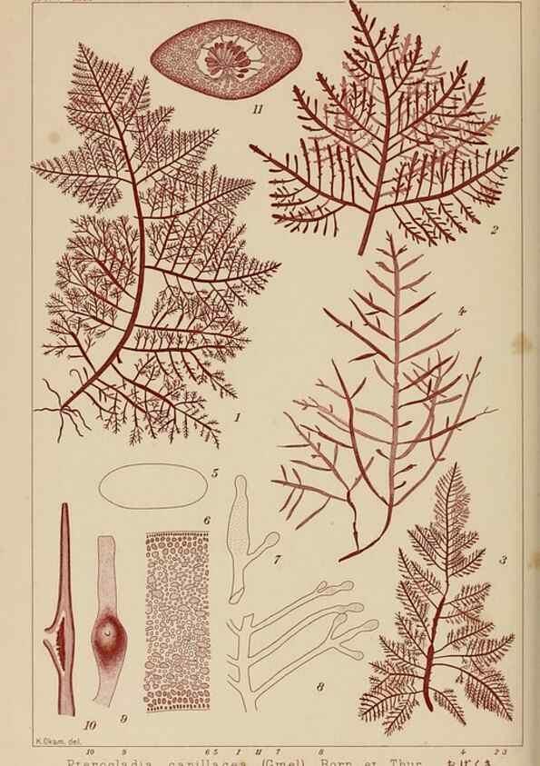 Reproducción/Reproduction 8006305996: Icones of Japanese algae.. Tokyo,Kazamashobo[1907-1942]