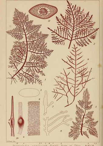 Reproducción/Reproduction 8006305996: Icones of Japanese algae.. Tokyo,Kazamashobo[1907-1942]