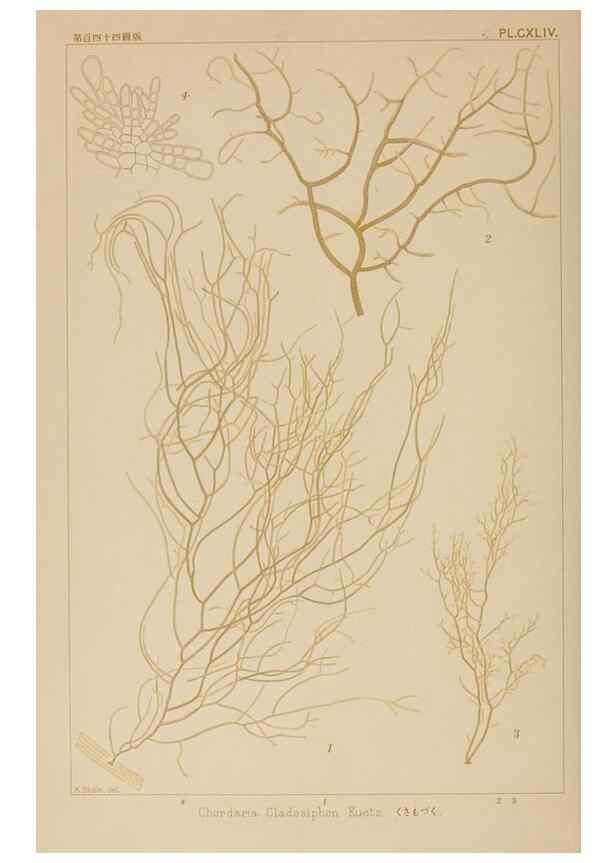 Reproducción/Reproduction 8006324708: Icones of Japanese algae.. Tokyo,Kazamashobo[1907-1942]