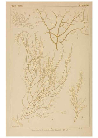 Reproducción/Reproduction 8006324708: Icones of Japanese algae.. Tokyo,Kazamashobo[1907-1942]