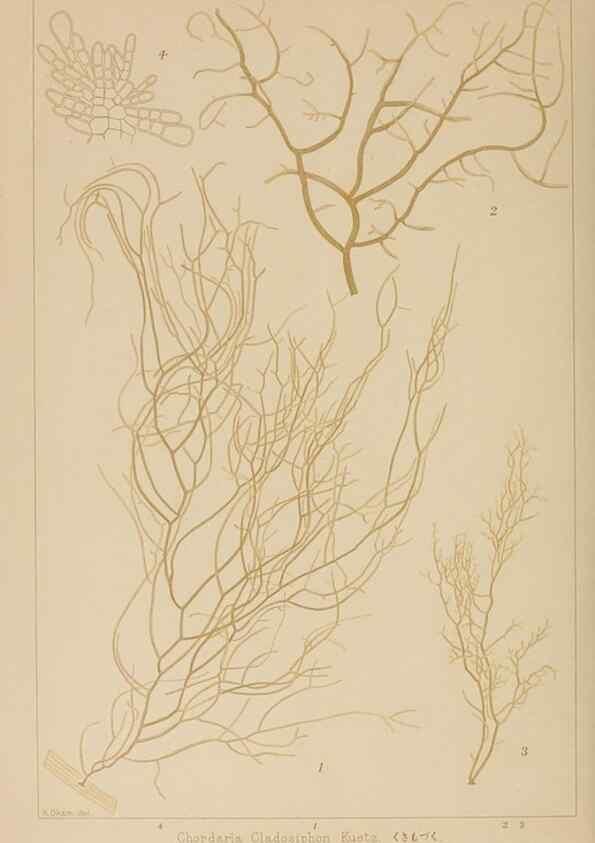 Reproducción/Reproduction 8006324708: Icones of Japanese algae.. Tokyo,Kazamashobo[1907-1942]