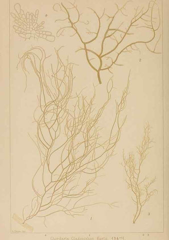 Reproducción/Reproduction 8006324708: Icones of Japanese algae.. Tokyo,Kazamashobo[1907-1942]