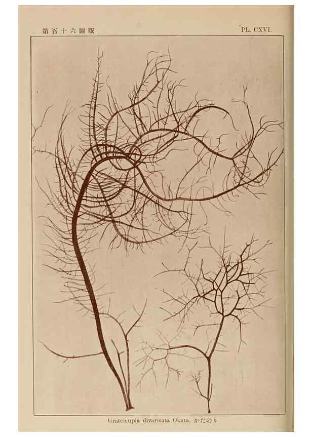 Reproducción/Reproduction 8006306516: Icones of Japanese algae.. Tokyo,Kazamashobo[1907-1942]