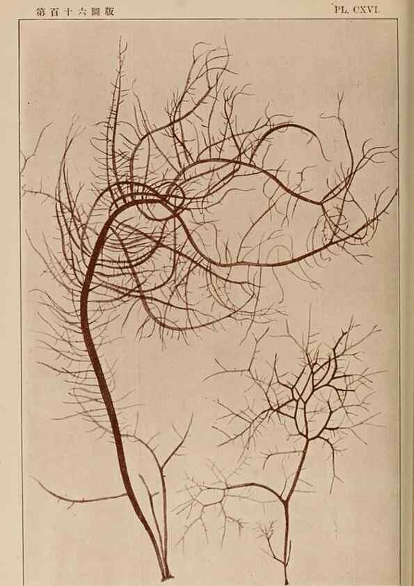 Reproducción/Reproduction 8006306516: Icones of Japanese algae.. Tokyo,Kazamashobo[1907-1942]