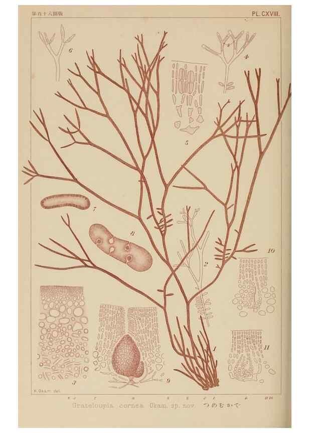 Reproducción/Reproduction 8006304743: Icones of Japanese algae.. Tokyo,Kazamashobo[1907-1942]
