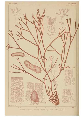 Reproducción/Reproduction 8006304743: Icones of Japanese algae.. Tokyo,Kazamashobo[1907-1942]