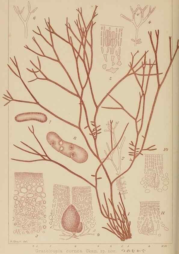 Reproducción/Reproduction 8006304743: Icones of Japanese algae.. Tokyo,Kazamashobo[1907-1942]