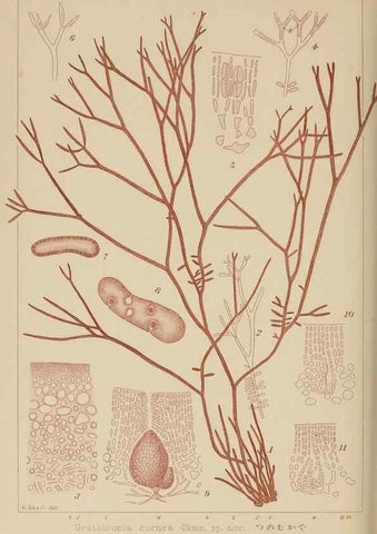 Reproducción/Reproduction 8006304743: Icones of Japanese algae.. Tokyo,Kazamashobo[1907-1942]