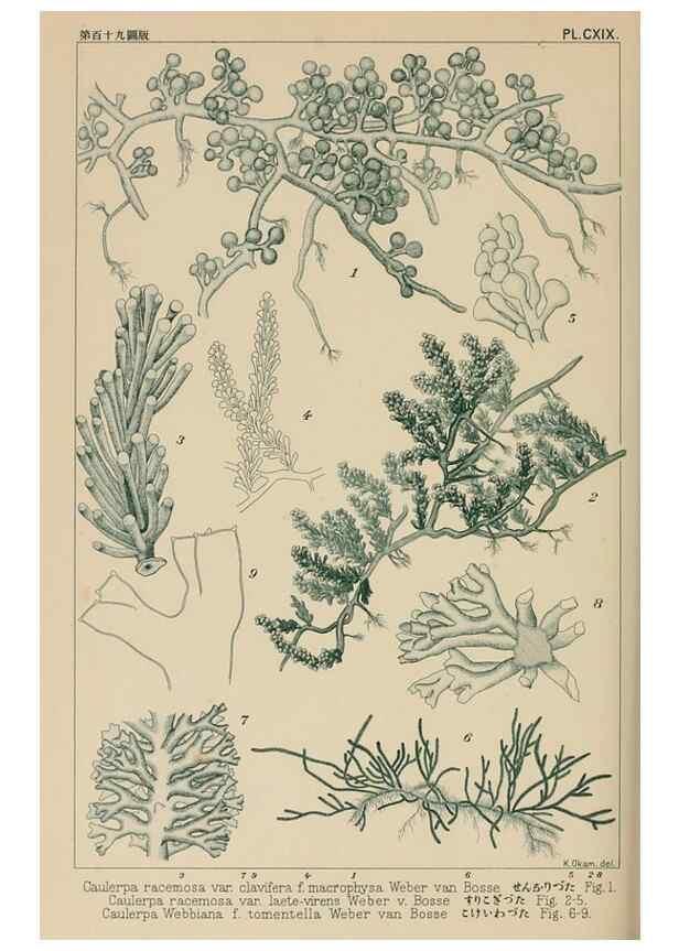 Reproducción/Reproduction 8006305375: Icones of Japanese algae.. Tokyo,Kazamashobo[1907-1942]