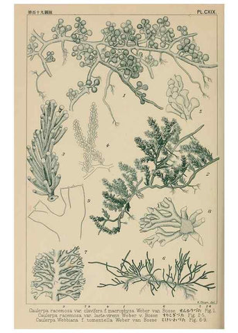 Reproducción/Reproduction 8006305375: Icones of Japanese algae.. Tokyo,Kazamashobo[1907-1942]