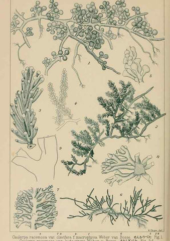 Reproducción/Reproduction 8006305375: Icones of Japanese algae.. Tokyo,Kazamashobo[1907-1942]