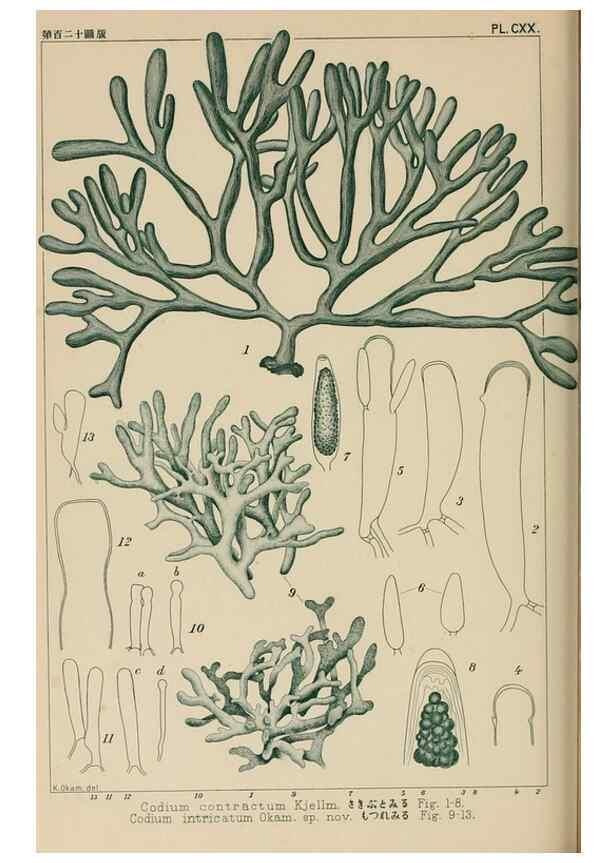 Reproducción/Reproduction 8006305965: Icones of Japanese algae.. Tokyo,Kazamashobo[1907-1942]