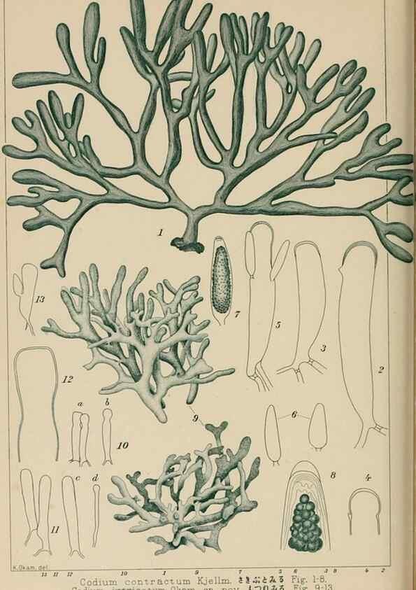 Reproducción/Reproduction 8006305965: Icones of Japanese algae.. Tokyo,Kazamashobo[1907-1942]