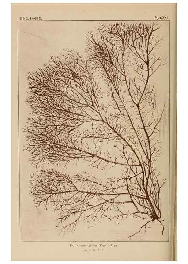Reproducción/Reproduction 8006306587: Icones of Japanese algae.. Tokyo,Kazamashobo[1907-1942]