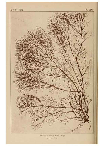 Reproducción/Reproduction 8006306587: Icones of Japanese algae.. Tokyo,Kazamashobo[1907-1942]