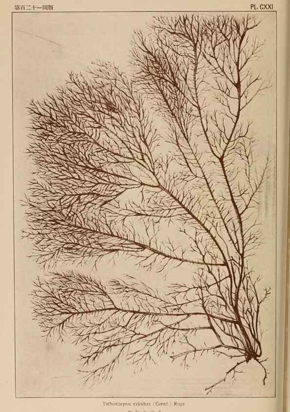 Reproducción/Reproduction 8006306587: Icones of Japanese algae.. Tokyo,Kazamashobo[1907-1942]
