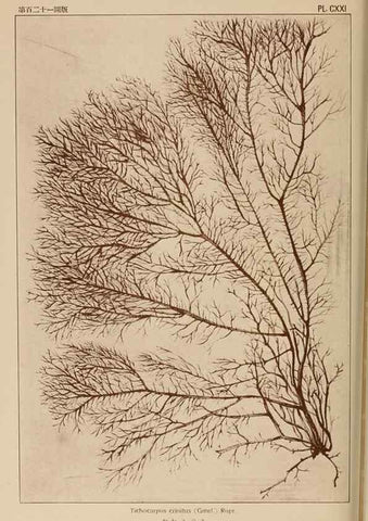 Reproducción/Reproduction 8006306587: Icones of Japanese algae.. Tokyo,Kazamashobo[1907-1942]