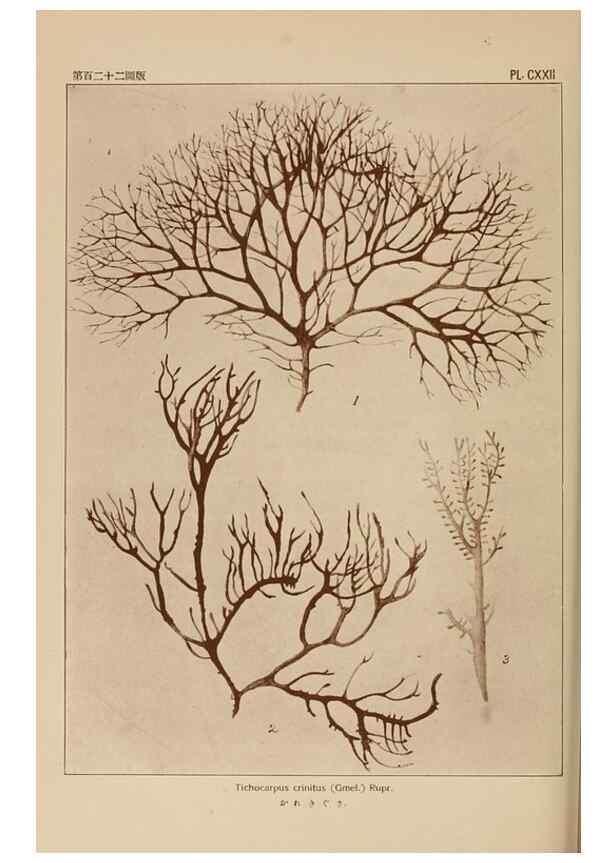 Reproducción/Reproduction 8006310080: Icones of Japanese algae.. Tokyo,Kazamashobo[1907-1942]