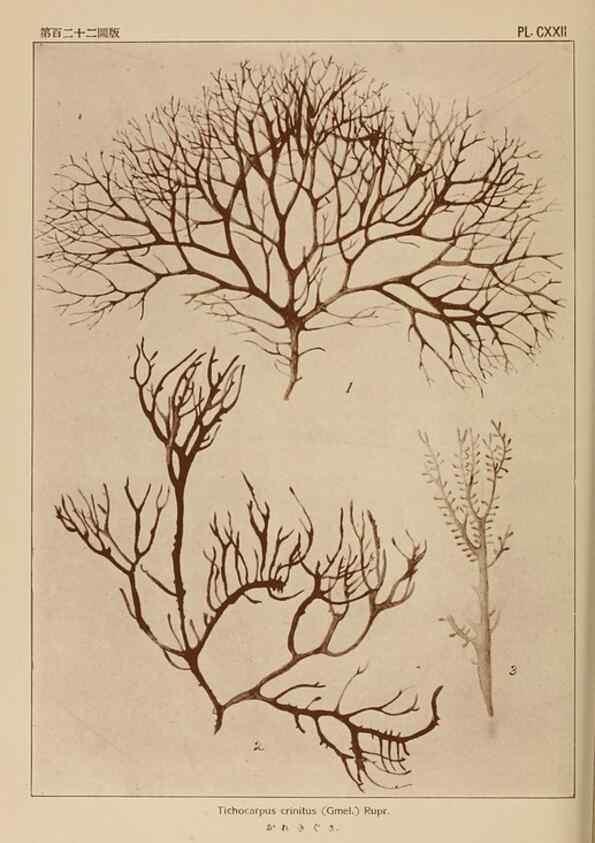 Reproducción/Reproduction 8006310080: Icones of Japanese algae.. Tokyo,Kazamashobo[1907-1942]