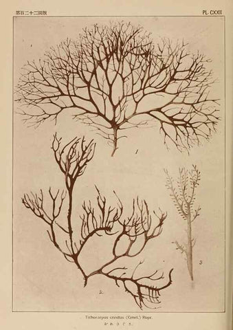 Reproducción/Reproduction 8006310080: Icones of Japanese algae.. Tokyo,Kazamashobo[1907-1942]