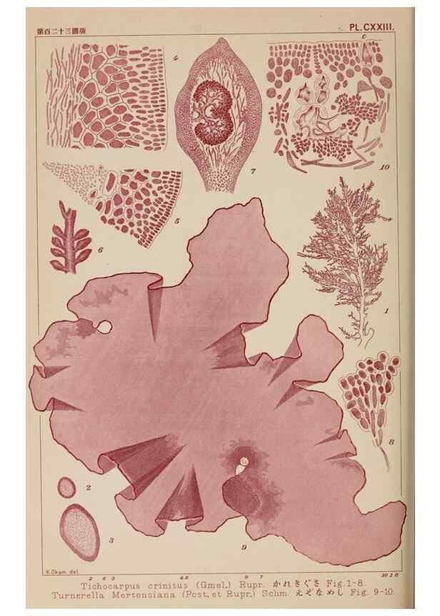Reproducción/Reproduction 8006310964: Icones of Japanese algae.. Tokyo,Kazamashobo[1907-1942]