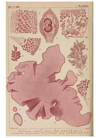 Reproducción/Reproduction 8006310964: Icones of Japanese algae.. Tokyo,Kazamashobo[1907-1942]