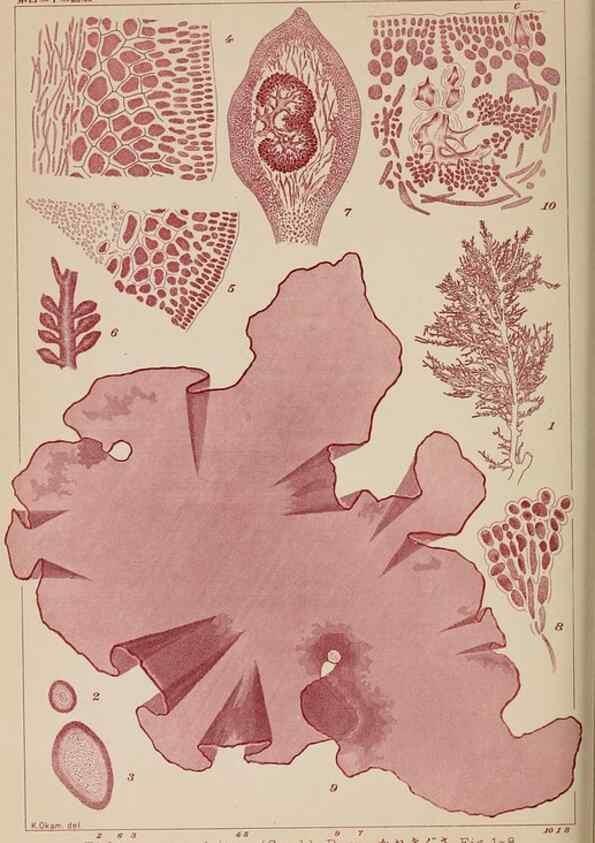 Reproducción/Reproduction 8006310964: Icones of Japanese algae.. Tokyo,Kazamashobo[1907-1942]