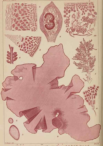 Reproducción/Reproduction 8006310964: Icones of Japanese algae.. Tokyo,Kazamashobo[1907-1942]