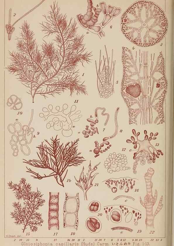 Reproducción/Reproduction 8006308761: Icones of Japanese algae.. Tokyo,Kazamashobo[1907-1942]