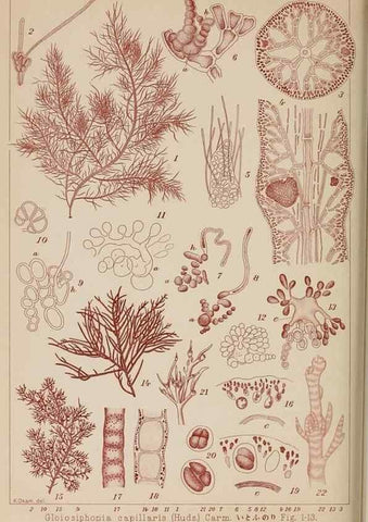 Reproducción/Reproduction 8006308761: Icones of Japanese algae.. Tokyo,Kazamashobo[1907-1942]