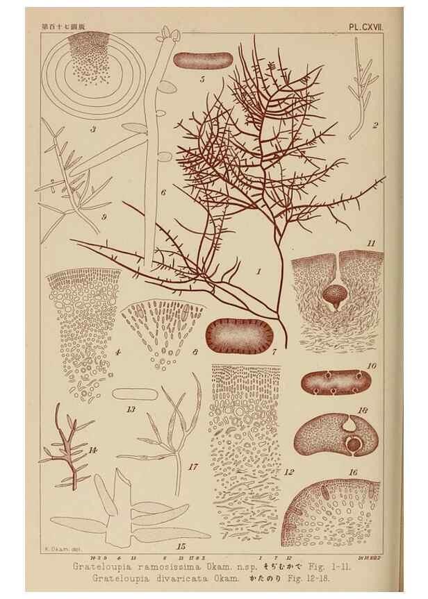 Reproducción/Reproduction 8006304207: Icones of Japanese algae.. Tokyo,Kazamashobo[1907-1942]
