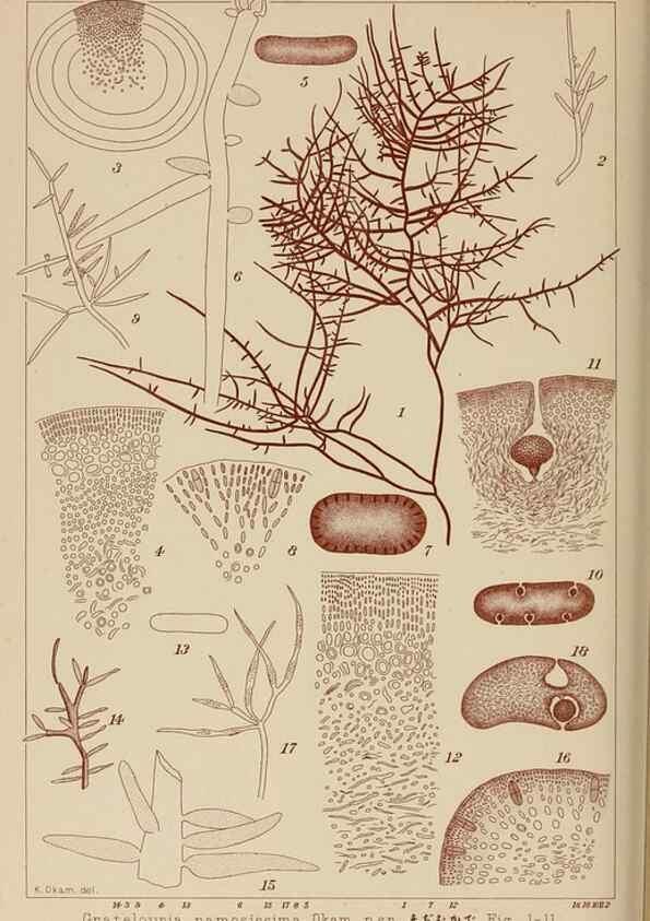Reproducción/Reproduction 8006304207: Icones of Japanese algae.. Tokyo,Kazamashobo[1907-1942]