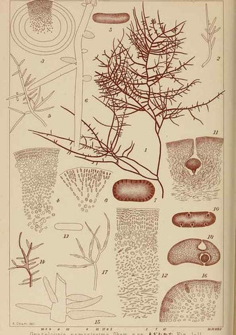 Reproducción/Reproduction 8006304207: Icones of Japanese algae.. Tokyo,Kazamashobo[1907-1942]