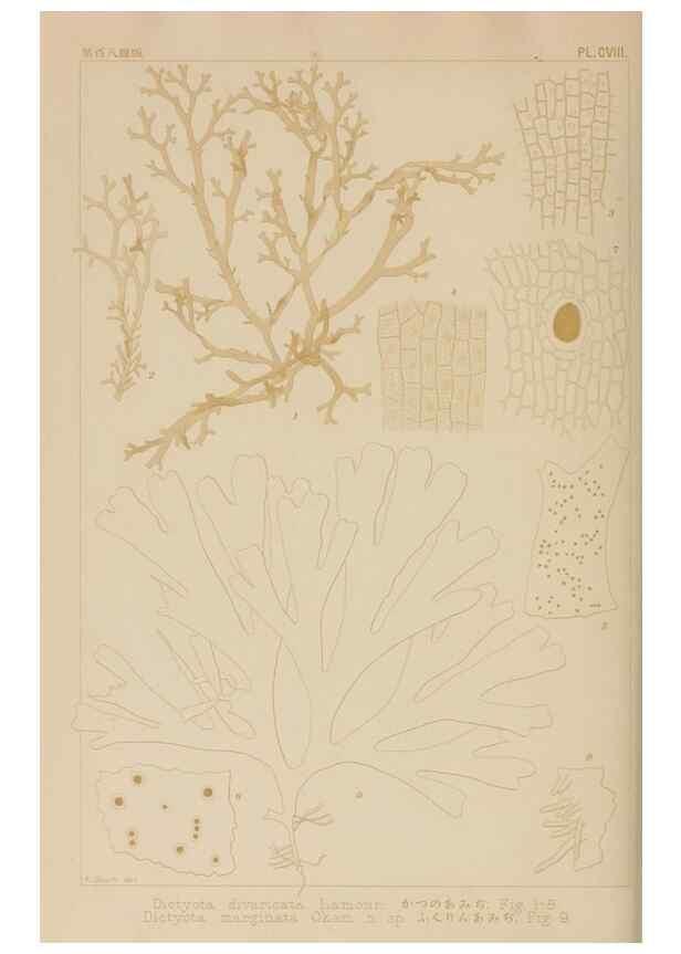 Reproducción/Reproduction 8006299295: Icones of Japanese algae.. Tokyo,Kazamashobo[1907-1942]