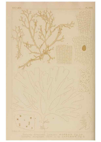 Reproducción/Reproduction 8006299295: Icones of Japanese algae.. Tokyo,Kazamashobo[1907-1942]