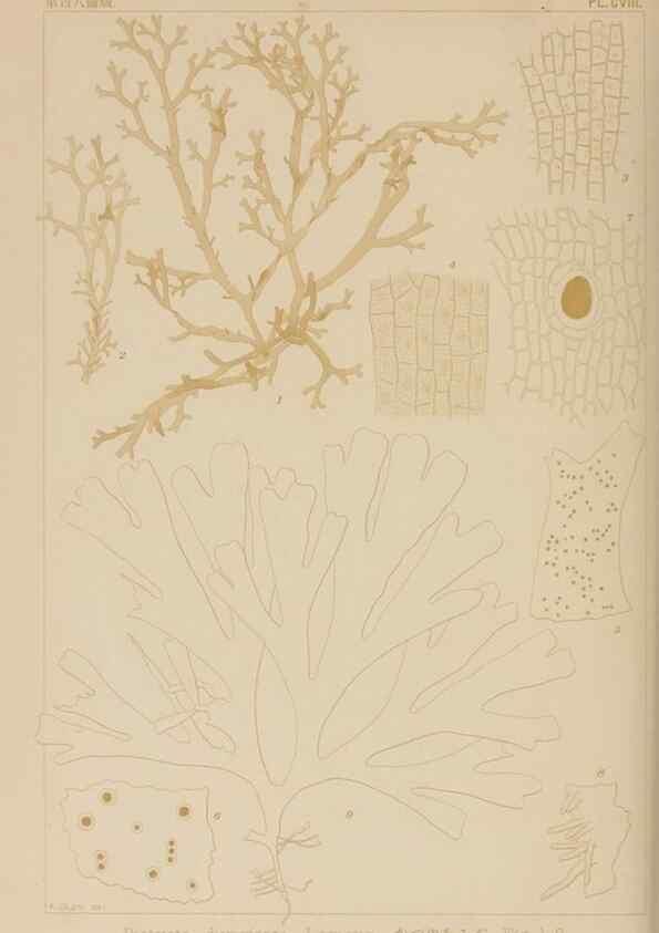 Reproducción/Reproduction 8006299295: Icones of Japanese algae.. Tokyo,Kazamashobo[1907-1942]