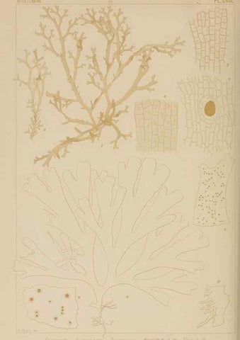Reproducción/Reproduction 8006299295: Icones of Japanese algae.. Tokyo,Kazamashobo[1907-1942]
