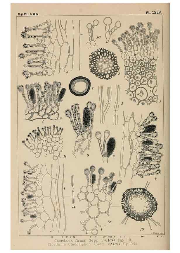 Reproducción/Reproduction 8006323489: Icones of Japanese algae.. Tokyo,Kazamashobo[1907-1942]