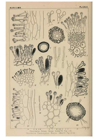 Reproducción/Reproduction 8006323489: Icones of Japanese algae.. Tokyo,Kazamashobo[1907-1942]