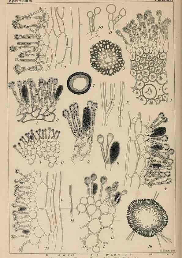 Reproducción/Reproduction 8006323489: Icones of Japanese algae.. Tokyo,Kazamashobo[1907-1942]