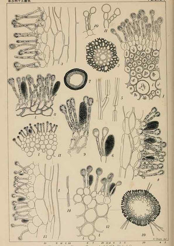 Reproducción/Reproduction 8006323489: Icones of Japanese algae.. Tokyo,Kazamashobo[1907-1942]