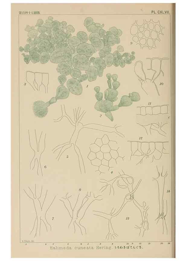 Reproducción/Reproduction 8006327646: Icones of Japanese algae.. Tokyo,Kazamashobo[1907-1942]