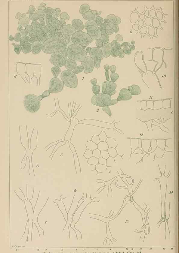 Reproducción/Reproduction 8006327646: Icones of Japanese algae.. Tokyo,Kazamashobo[1907-1942]