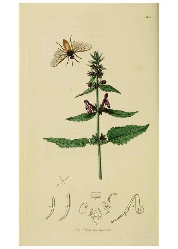 Reproducción/Reproduction 8044228831: British entomology;. London,Printed for the author,1823-40.