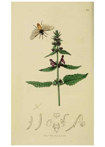 Reproducción/Reproduction 8044228831: British entomology;. London,Printed for the author,1823-40.