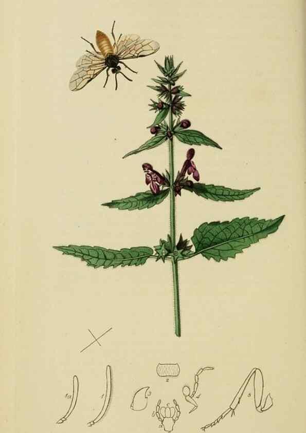 Reproducción/Reproduction 8044228831: British entomology;. London,Printed for the author,1823-40.