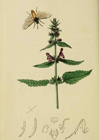 Reproducción/Reproduction 8044228831: British entomology;. London,Printed for the author,1823-40.