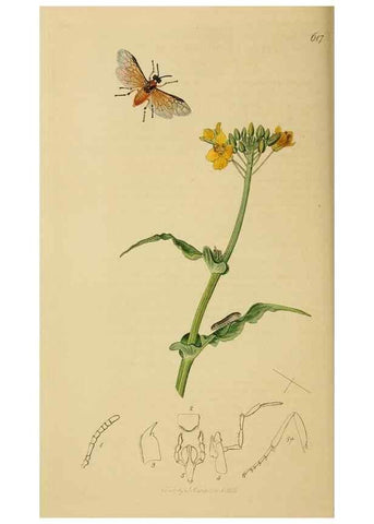 Reproducción/Reproduction 8044229583: British entomology;. London,Printed for the author,1823-40.