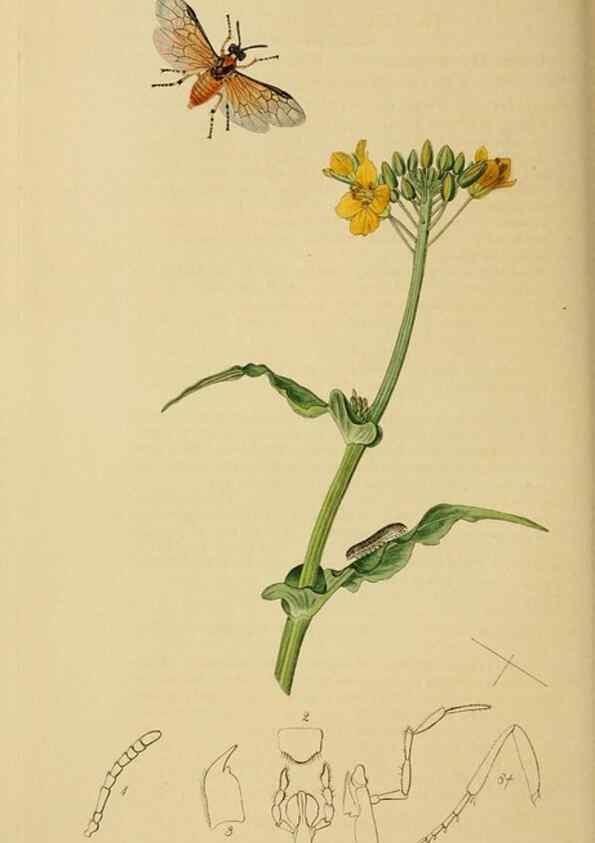 Reproducción/Reproduction 8044229583: British entomology;. London,Printed for the author,1823-40.